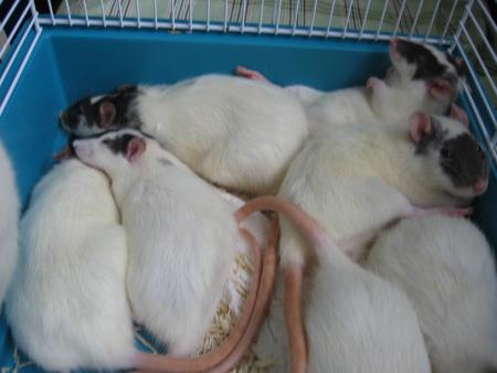 HAAA ! AYE-AYE-AYE !!!!!!!!!!    ET   CELA   CONTINUE  .