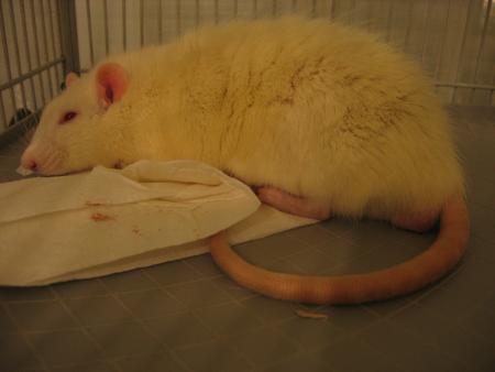 UN BON REPOS POUR LOULOU  .