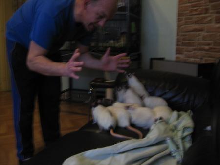 LES  9 FIFILLES  1  .