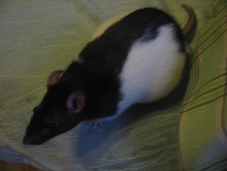 ZINA LA BRUXELLOISE  .