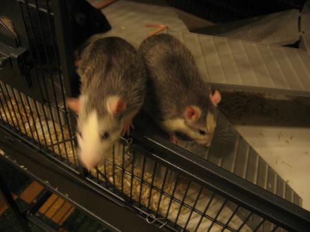 LES FR�RES JUMEAUX  TIC -TAC  &  TIC - TAC   .