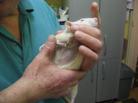 2�me OPERATION POUR NOTRE PETIT MILOU  .