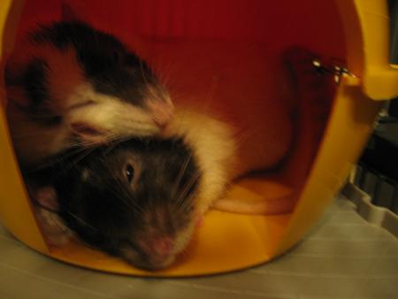 HUMMMMM POUR SAM  &  PACHA  .