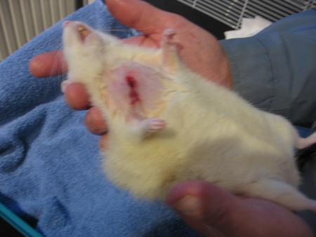 3 �me OPERATION POUR  LOULOU  .