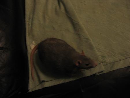 ZAZA  LA  2 EME BRUXELLOISE  .