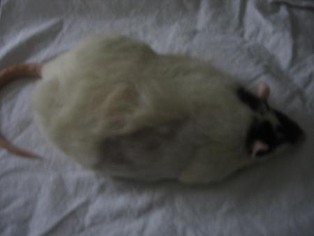 ROSA PR�TE POUR LE GRAND VOYAGE  .