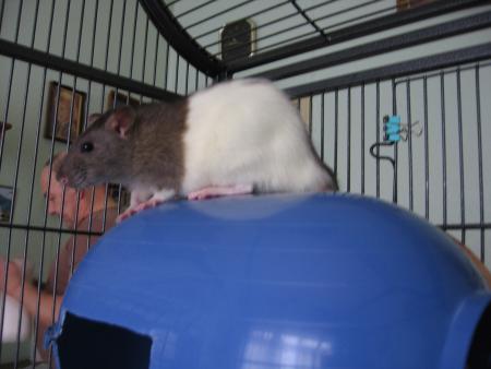 RICKY UNE EXCEPTION CETTE PETITE RATOUNE .