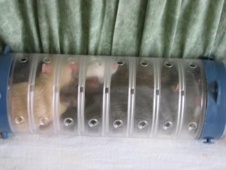 COMPRESSEES DANS LE TUBE