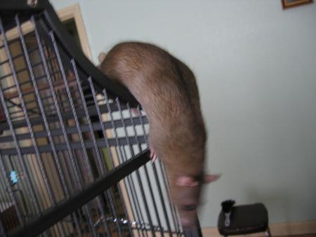 MEME CHOSE POUR NOTRE SULTAN .