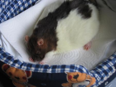 ZINA  CHERIE  VA FAIRE UN GROS DODO .