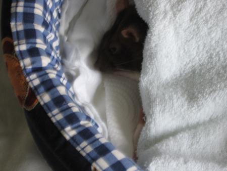 NOUS PARTONS ZINA ,  MAMY ET MOI CHEZ LA VETERINAIRE .