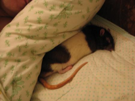 NOTRE PETIT JUMPY N' EST PAS BIEN DU TOUT !