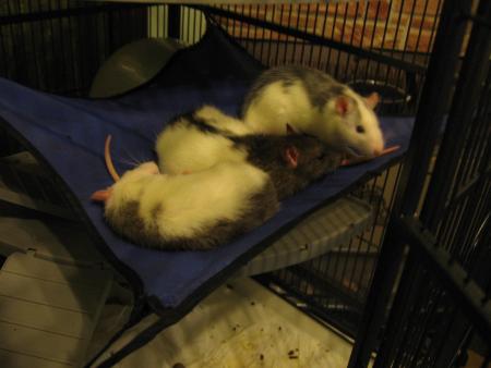 LES PETITES CHOUCHOUTTES .