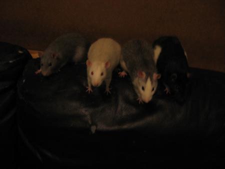 LES PETITS NOUVEAUX ARRIVES  .