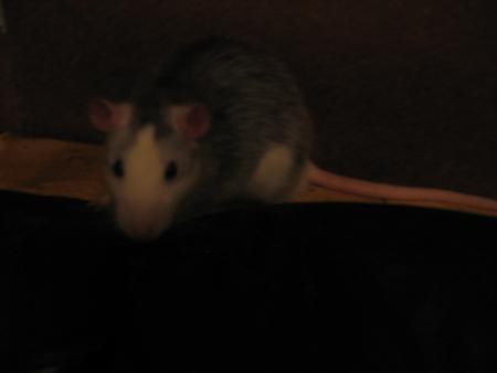 LE  PETIT  TIC - TAC   .