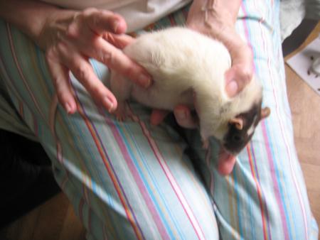 DES SOINS POUR CINDY  .