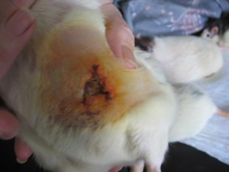 PAS TRES CHOUETTE A VOIR  ???????? ! .