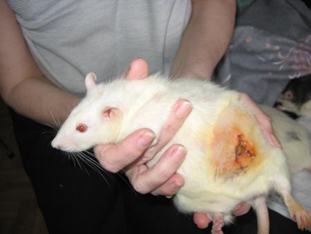 SOINS STRICTES POUR SUZY  .