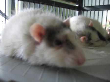 DES SOINS POUR JUNIOR .