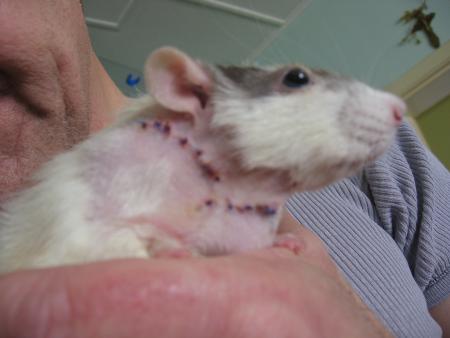 JUNIOR BIEN ARRANGER .