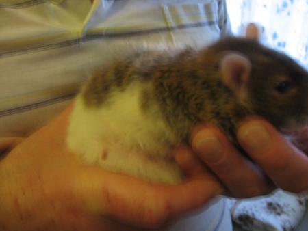 POUR B�B�  RIEN NE VA NON PLUS  !