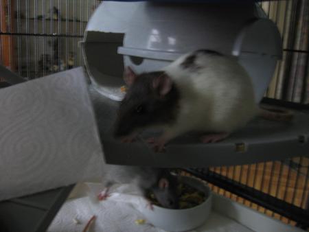 CHICO ET WOODY AU TRAVAIL !!!!