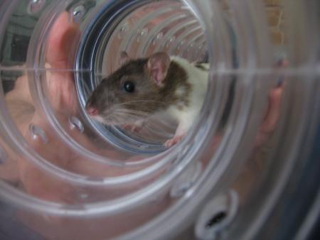 LES  JEUX  DE RICKY .