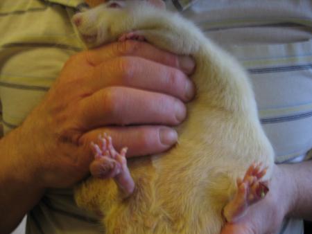 NOTRE LOULOU CHERI EST MAL EN POINT .