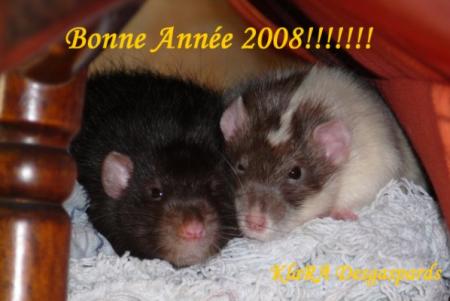 A SAVOIR CE QUE LES RATS NOUS APPORTENT