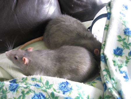 LES DEUX FR�RES SAPHIR & RUBY   C�TE A C�TE  .