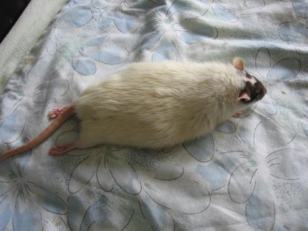 NOTRE PETITE NORA PARALYSEE  .