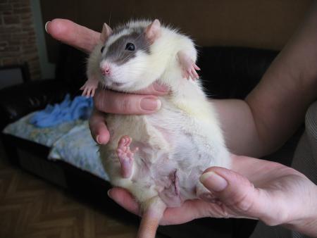 L' OPERATION DE NADIA .