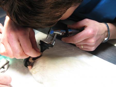 VOIR LES OREILLES TRES IMPORTANT AUSSI !! .