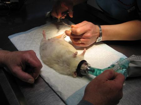 LA VETERINAIRE ENLEVE LES FILS A NADIA .