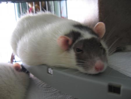 ADORABLE TOUT SIMPLEMENT  LUNA  .