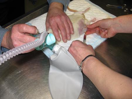 PONTION D EMATOME POUR CATHY .