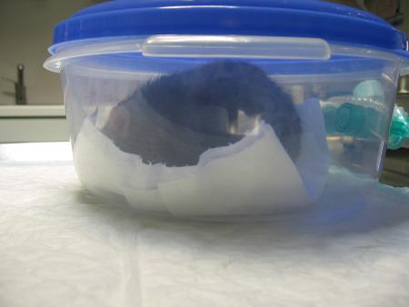 LA GAZEUSE POUR LES PETITS RATS ET AUTRES PETITS RONGEURS , RUBY S' ENDOR LENTEMENT