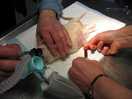 PONCTION DE  CATHY  photo 2 .