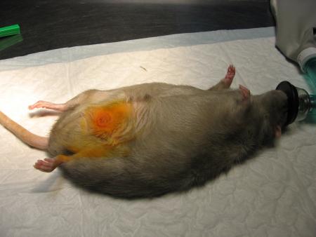 LES SOINS DE  RUBY PRESQUE TERMINER .