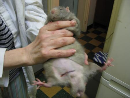 L OPERATION DE SAPHIR  .