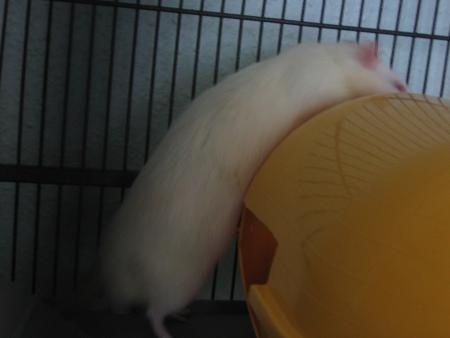 KILO INSPECTE PARTOUT LOL