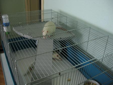 NOTRE NOUVEAU COPAIN KILO