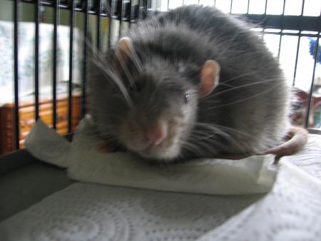 UN BON DODO CA SE PREPARE !!!!  .