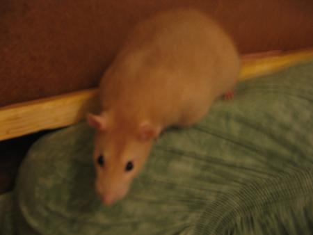 ETANE BEAU MALE  1 .