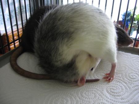 LAVAGE EN PRONDEUR PLUS LOLLLLLL .