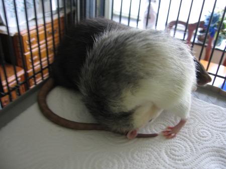 AHHHHHHHH UN BON NETTOYAGE  .