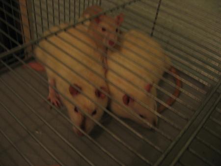 LES 3 FONT LA PAIRE LOL  .