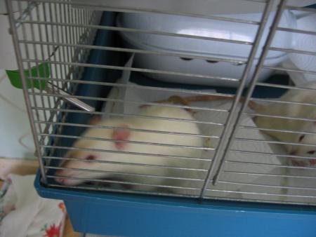 KILO ET SA NOUVELLE MAISON  .