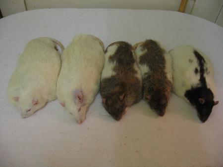 5  PETITS ANGES NOUS ONT QUITTES .