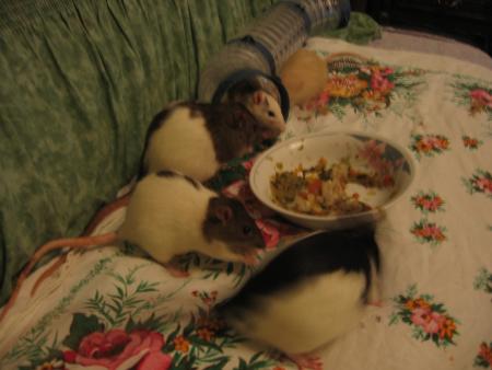 LES JEUNES FEMELLES ET LES MOULES !! LOL .